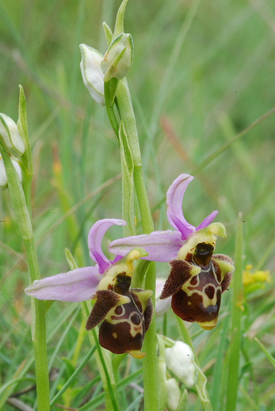 Lusus di Ophrys fuciflora e altre orchidee dell''imperiese