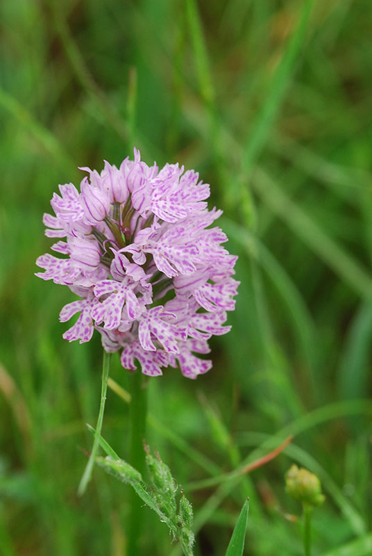 Orchidee sulle colline Liguri