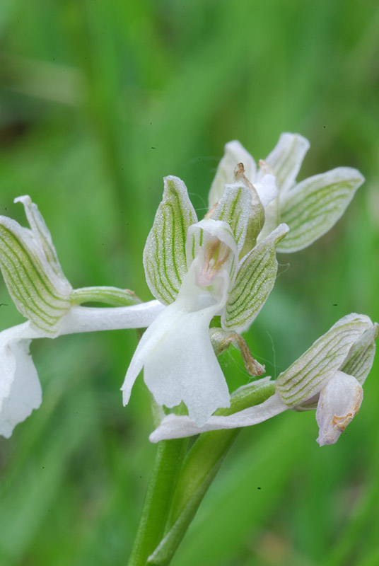 Variabilit di Orchis Morio