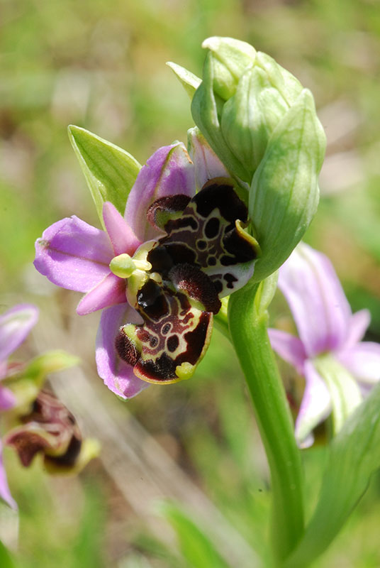 Lusus di Ophrys fuciflora e altre orchidee dell''imperiese