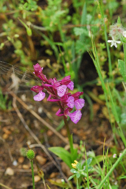 Orchidee sulle colline Liguri