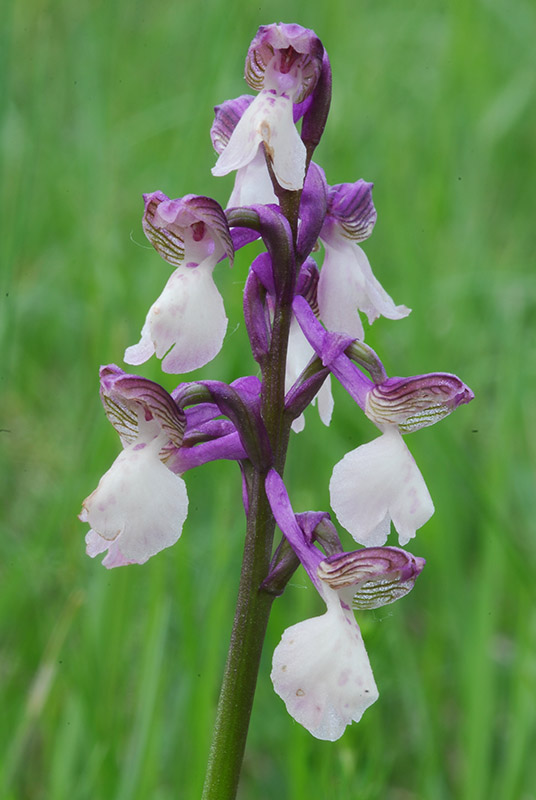 Variabilit di Orchis Morio