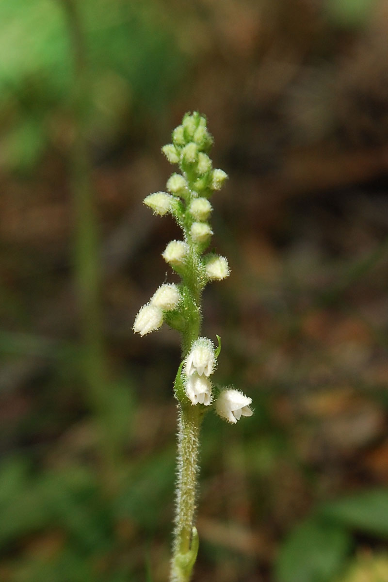 Goodyera Repens ; Corallorhiza trifida; Spiranthes spiralis