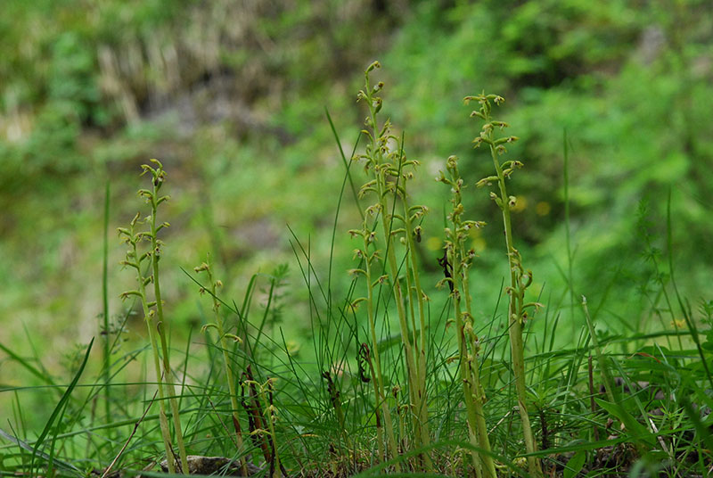 Goodyera Repens ; Corallorhiza trifida; Spiranthes spiralis