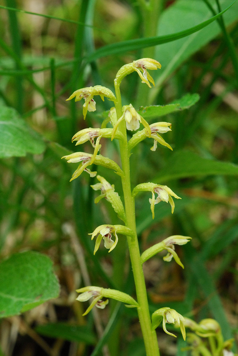 Goodyera Repens ; Corallorhiza trifida; Spiranthes spiralis