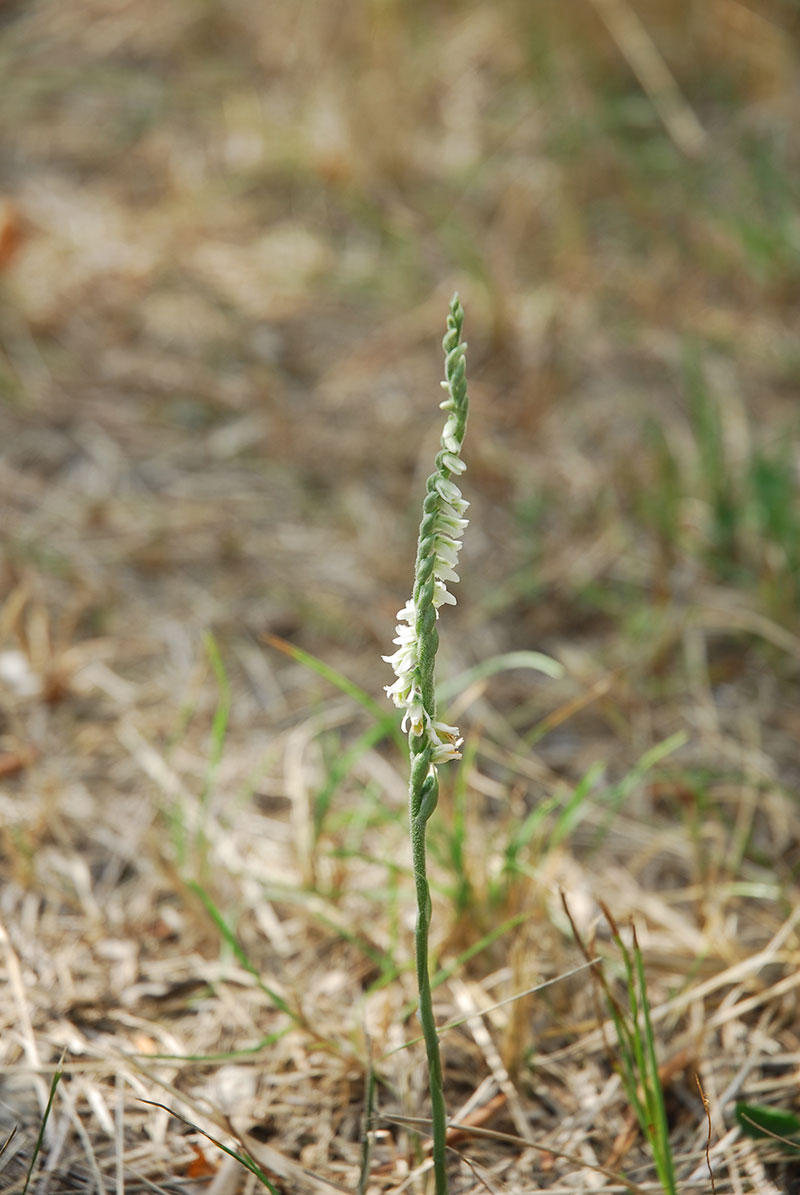 Goodyera Repens ; Corallorhiza trifida; Spiranthes spiralis