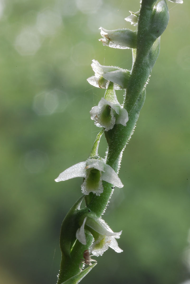 Goodyera Repens ; Corallorhiza trifida; Spiranthes spiralis