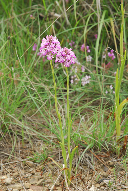 Orchidee sulla costa Ligure