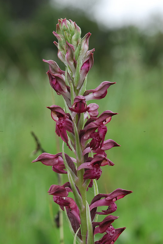 Lusus di Ophrys fuciflora e altre orchidee dell''imperiese