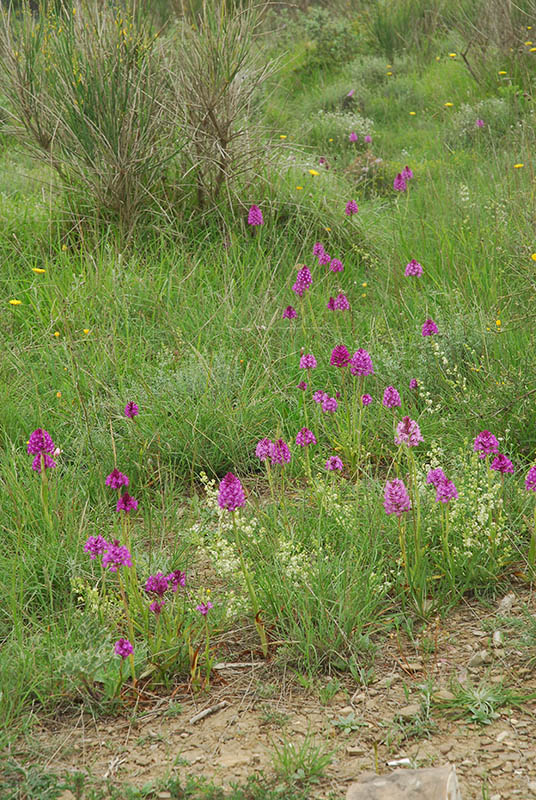 Orchidee sulla costa Ligure