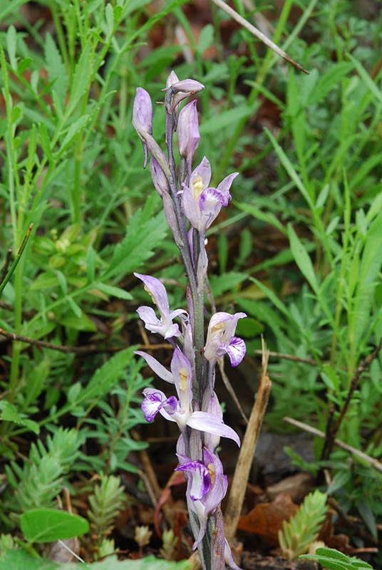 Lusus di Ophrys fuciflora e altre orchidee dell''imperiese