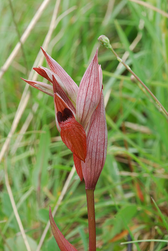 Lusus di Ophrys fuciflora e altre orchidee dell''imperiese