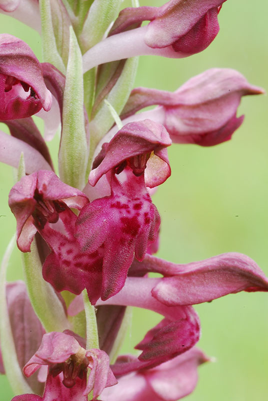 Lusus di Ophrys fuciflora e altre orchidee dell''imperiese