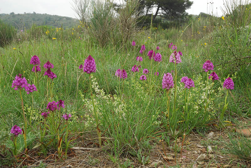 Orchidee sulla costa Ligure