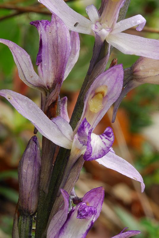 Lusus di Ophrys fuciflora e altre orchidee dell''imperiese