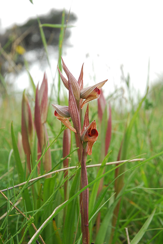 Orchidee sulla costa Ligure