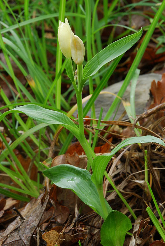 Lusus di Ophrys fuciflora e altre orchidee dell''imperiese