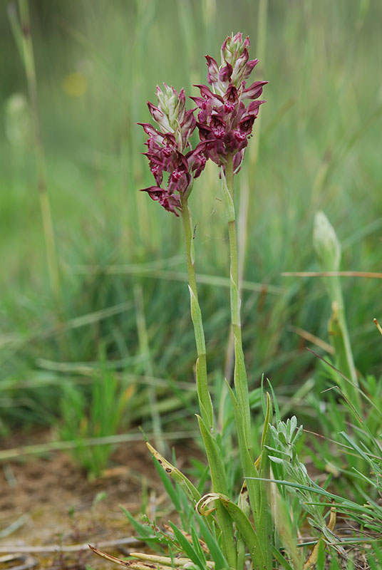 Lusus di Ophrys fuciflora e altre orchidee dell''imperiese