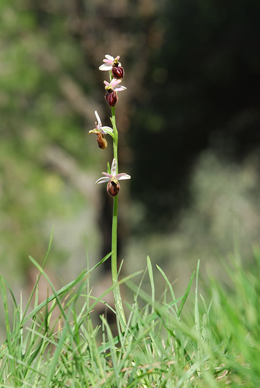 Ophrys sphegodes??