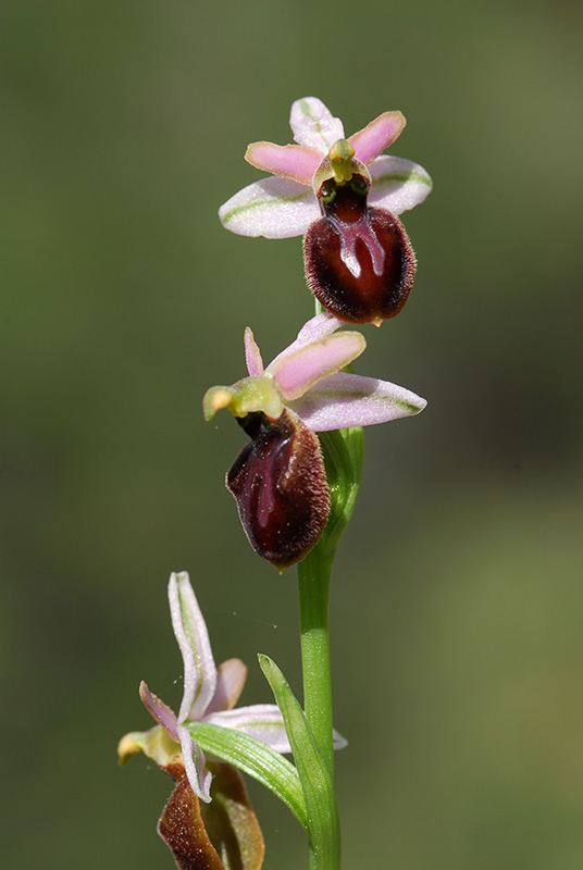 Ophrys sphegodes??