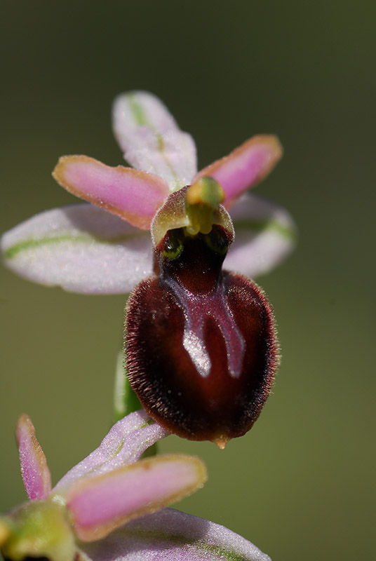 Ophrys sphegodes??