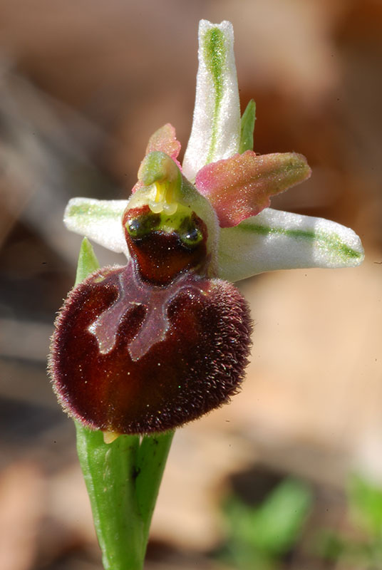 Ophrys sphegodes??