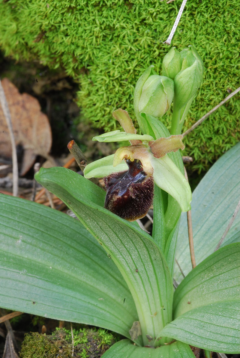 Ophrys sphegodes .. Primizie dalla riviera ligure di ponente