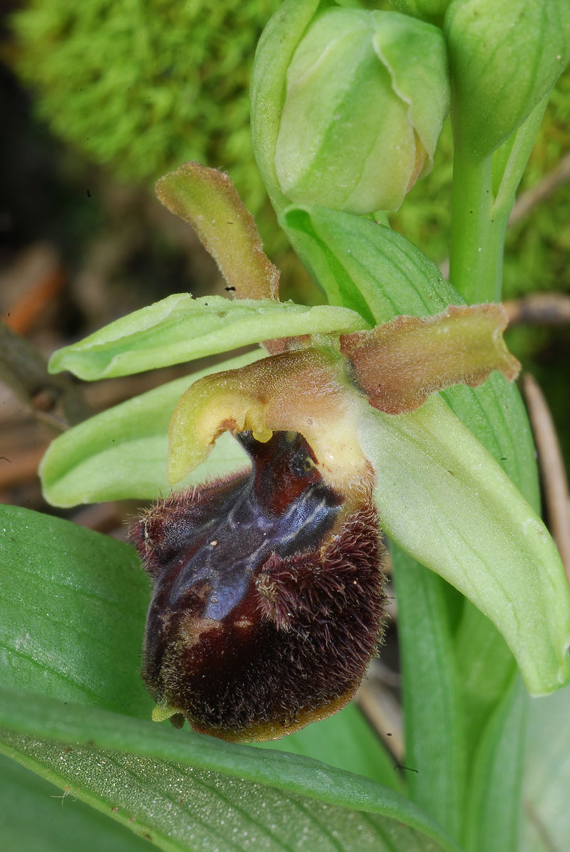 Ophrys sphegodes .. Primizie dalla riviera ligure di ponente