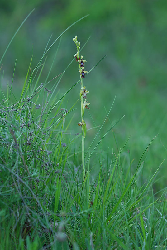 Ophrys insectifera in Val Bormida