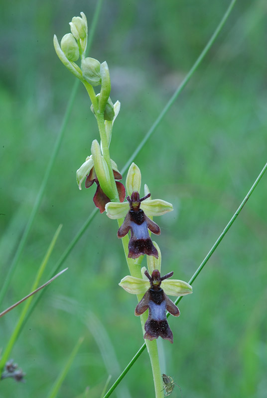 Ophrys insectifera in Val Bormida