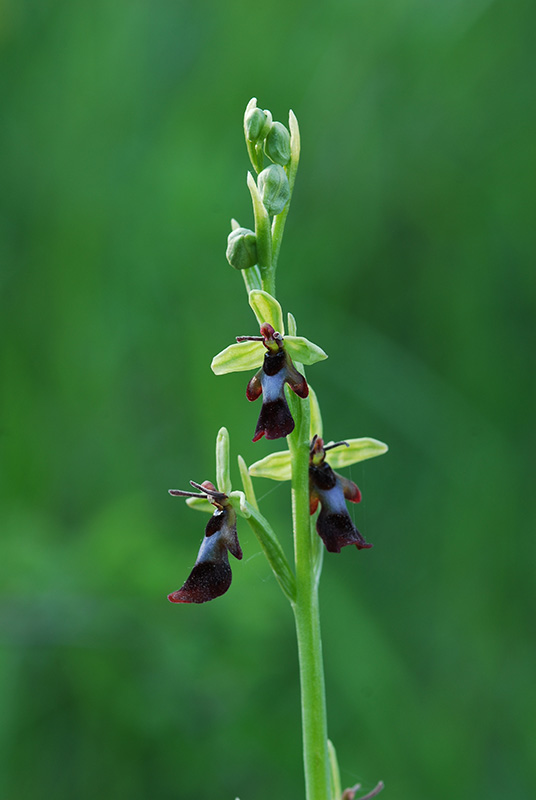 Ophrys insectifera in Val Bormida