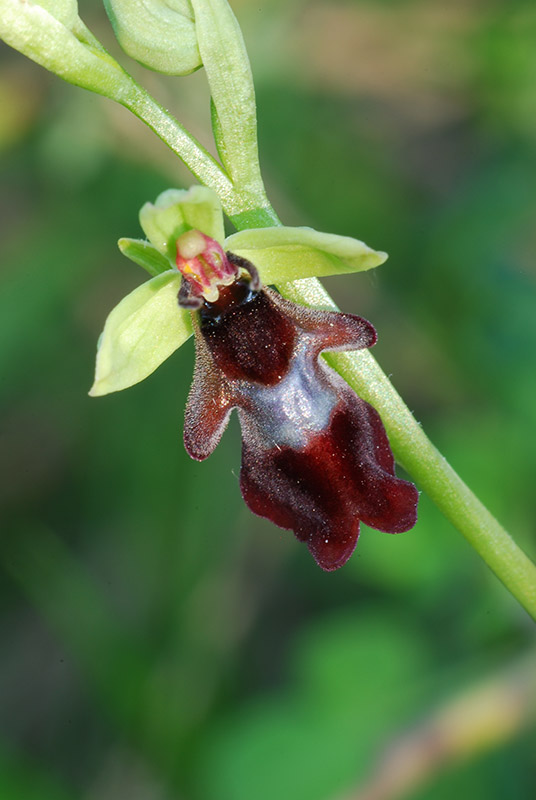 Ophrys insectifera in Val Bormida