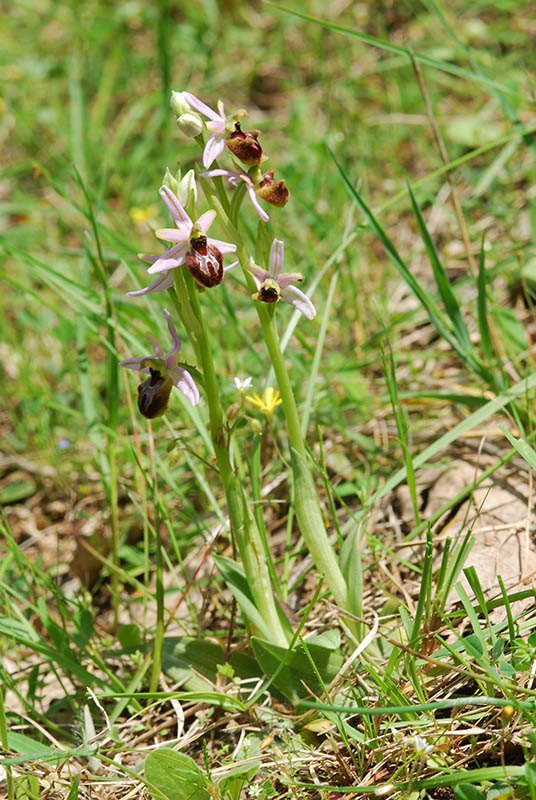 Orchidee dalla Provenza...