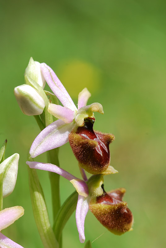 Orchidee dalla Provenza...