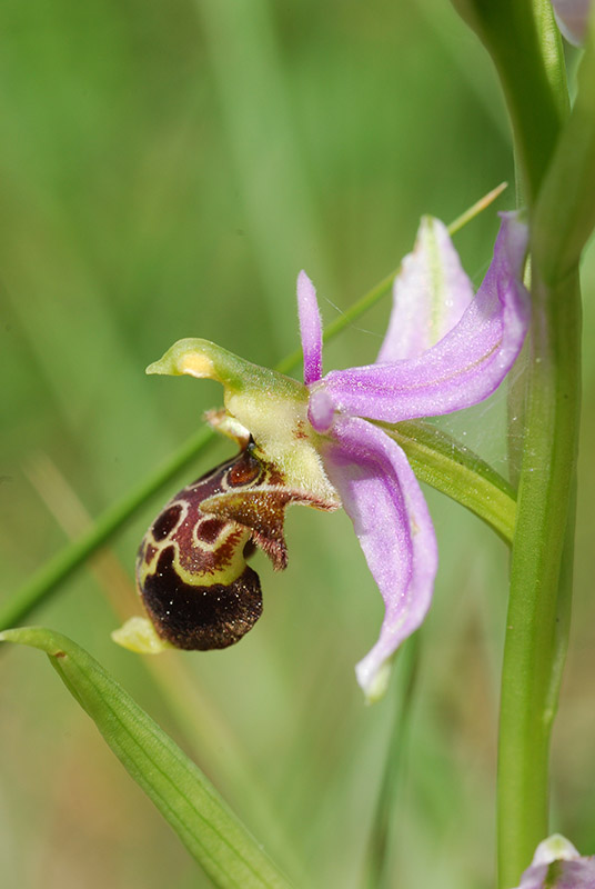 Orchidee dalla Provenza...