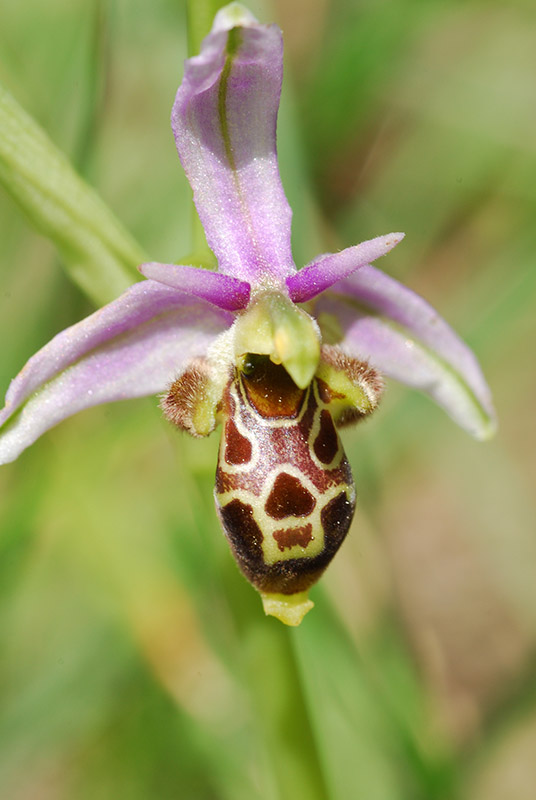 Orchidee dalla Provenza...