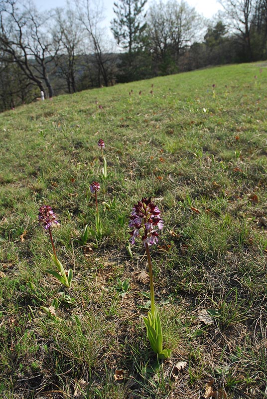 Orchidee dalla Provenza...