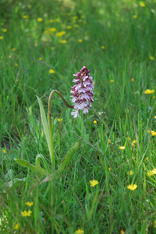 Orchidee dalla Provenza...