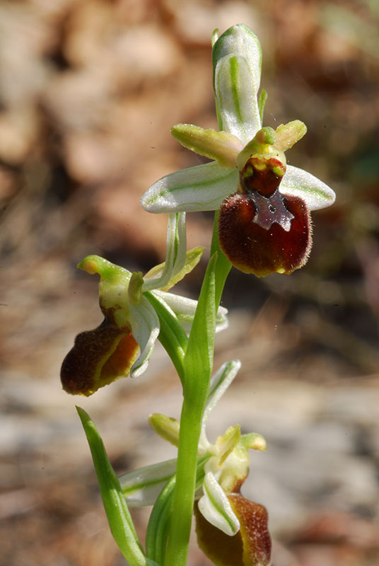 Ophrys sphegodes??