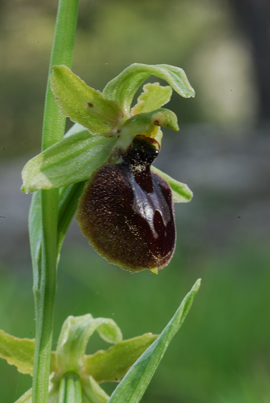 Ophrys sphegodes??