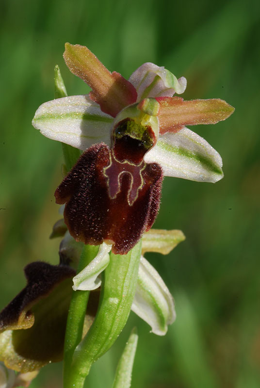 Ophrys sphegodes??