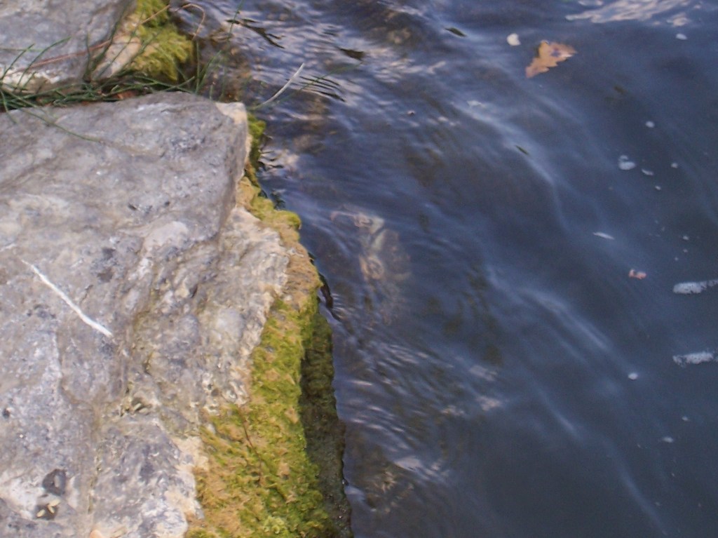 Potamon fluviatile nel fiume Serchio