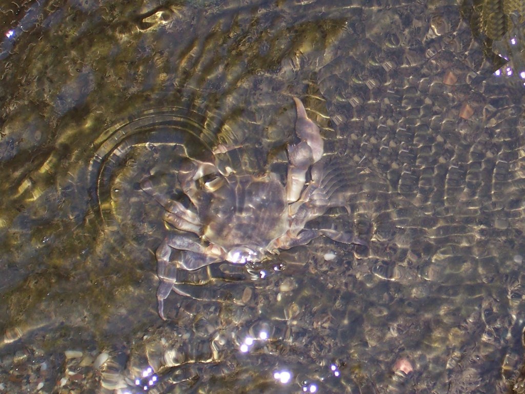 Potamon fluviatile nel fiume Serchio