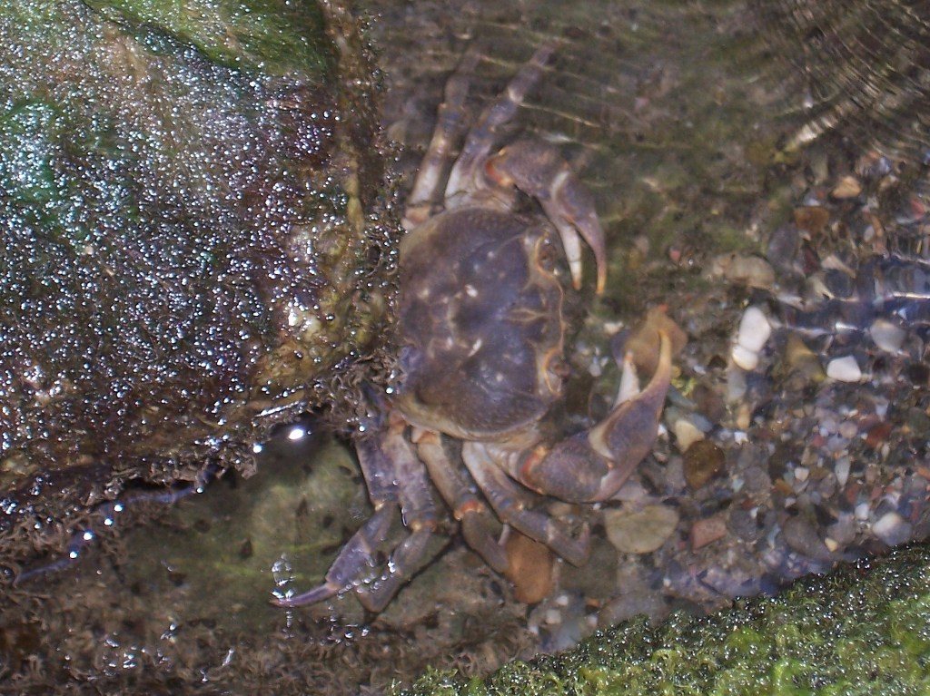 Potamon fluviatile nel fiume Serchio