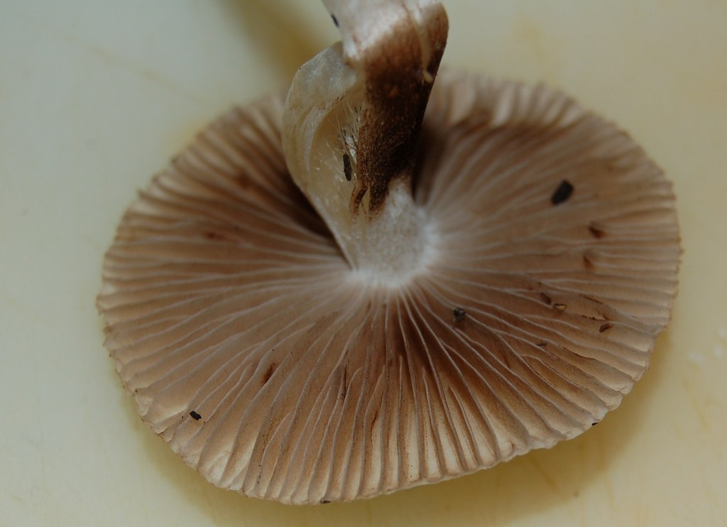 Nel giardino del vicino (Inocybe sindonia)