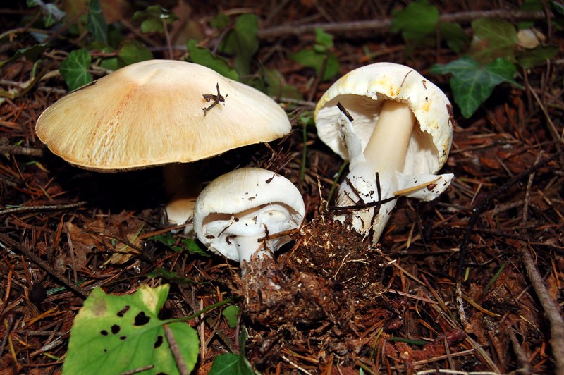 Agaricus mai visto.