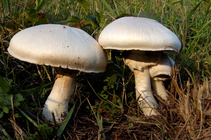 Agaricus fissuratus?