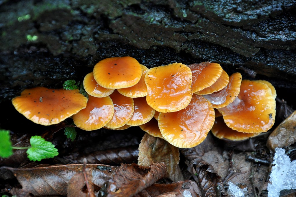 Flammulina velutipes