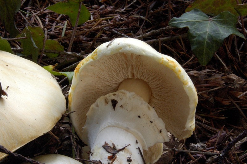 Agaricus mai visto.