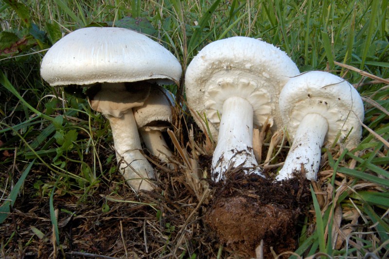 Agaricus fissuratus?